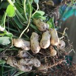 落花生　230915 (1 - 1)